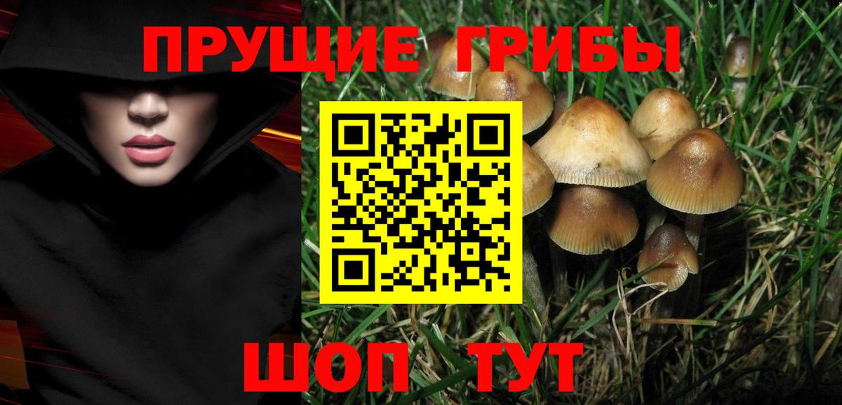 Ртищево  Галлюциногенные грибы Psilocybine cubensis  Вход с VPN 